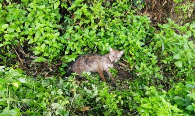 ระทึก!หมาป่าวิ่งข้ามถนนถูกรถเก๋งพุ่งชนเจ็บ ทหารเข้าช่วยก่อนส่งหน่วยป่าไม้นำไปดูแลรักษา