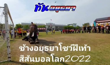 ช้างแสนรู้เมืองอยุธยา 11 เชือก โชว์ฝีเท้า  สร้างกระแสฟุตบอลโลก 2022
