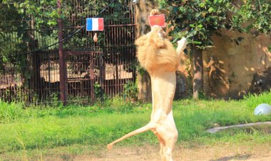 "กูรูบอย" สิงโตขาวแห่งสวนสัตว์ขอนแก่นเลือกม้ามืด"โมร็อกโค"เข้าชิง"อาร์เจนติน่า"ศึกเวิลด์ คัพ 2022