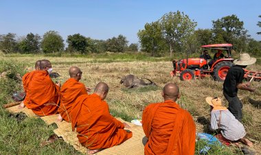 เพราะรักและผูกพัน โคราชนิมนต์พระสวดศพให้ควายหลังเลี้ยงดูมานาน 28 ปี ให้ลูก 18 ตัว