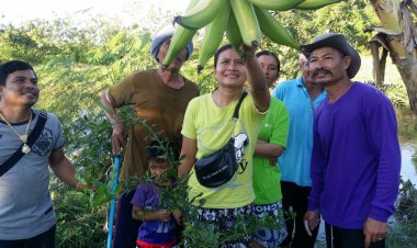 ฮือฮา!เลขโผล่เต็มๆกลางลูกกล้วย!!ขนาดใหญ่ 1ลูก น้ำหนักเกือบ1โล มี 8 ลูก ยาว เกือบ 30 ซม.