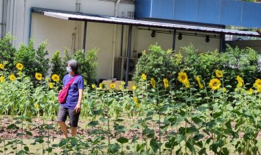 คนป่วย-ญาติชื่นใจ!ชมทุ่งปอเทือง ดอกทานตะวันบานเหลืองอร่าม  กลางโรงพยาบาลจุฬาลงกรณ์