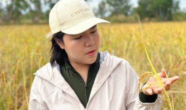 เกษตรกรอำนาจเจริญกว่า 7 หมื่นครัวเรือน พึงพอใจ นโยบาย "ประกันรายได้ปีที่4"