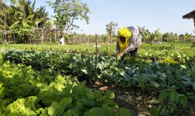 ฤดูทองเกษตกร!ผักสดราคาพุ่งกระฉูด ชาวสวนดีใจขายได้กำไรหลังขาดทุนมานาน