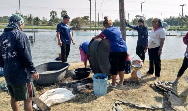 กลุ่มผู้เลี้ยงปลากระชังอดได้เงินปลากระชังถูกน้ำท่วมเสียหายปลาโตไม่ทันขายช่วงปีใหม่