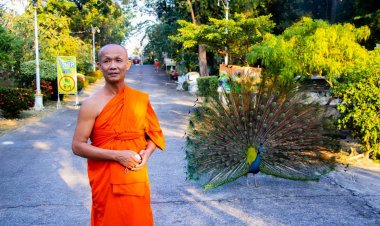 พาเที่ยวเมืองชาละวันชมฝูงนกยูงรำแพนอยู่แบบธรรมชาติที่วัดพระพุทธบาทเขาทราย