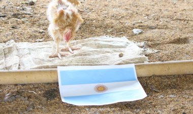 เจ้าโต้ง ไก่เบตง ฟันธง"อาร์เจนตินา"คว้าชัยเหนือ"ฝรังเศส"เถลิงแชมป์เวิลด์คัพ 2022