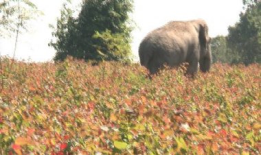 ทุกข์ชาวบ้าน!  ผวาช้างป่าอ่างฤาไน แปดริ้วข้ามฝั่ง เดินเคาะหน้าต่าง3หลังรวดกลางดึกคาดว่าแล้งจัด-หิวโซ!