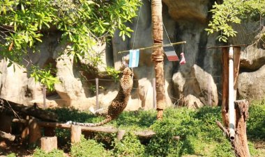 แม่นไม่แม่นคืนนี้รู้ผล!"น้องการ์ฟิว"เสือดาวสวนสัตว์โคราชฟันธง"อาเจนตินา"ซิวแชมป์เวิลด์คัพ 2022