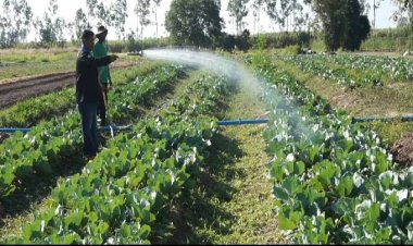 อานิสงส์หน้าหนาวผักของกลุ่มเกษตรอินทรีย์เขาไม้แก้วผลผลิตดีสร้างรายได้ 6,000-8,000 บาท/เดือน