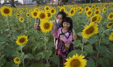 ทุ่งทานตะวันบานบานสะพรั่งหน้านิคมอุตสาหกรรมกบินทร์บุรีรับลมหนาวหนุ่ม-สาวฉันทนาแห่เซลฟี่ก่อนสิ้นปีหยุดยาว