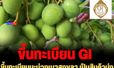 ขึ้นทะเบียนมะม่วงเบาสงขลา เป็นสินค้าบ่งชี้ทางภูมิศาสตร์ ( GI) ครอบคลุม 4 อำเภอ