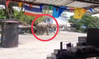 หนาว-แล้ง แหล่งอาหารขาดแคลนช้างป่าแปดริ้วข้ามมาไกลถึงปราจีนฯโผล่กลางหมู่หลายแห่งส่งท้ายปี