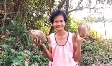 วิถีชาวบ้าน!.ยายวัย 75 ปีเข้าป่า "ขุดมันเพิ่ม" กิน -  ขาย  สร้างรายได้นอกจากเบี้ยสูงวัย