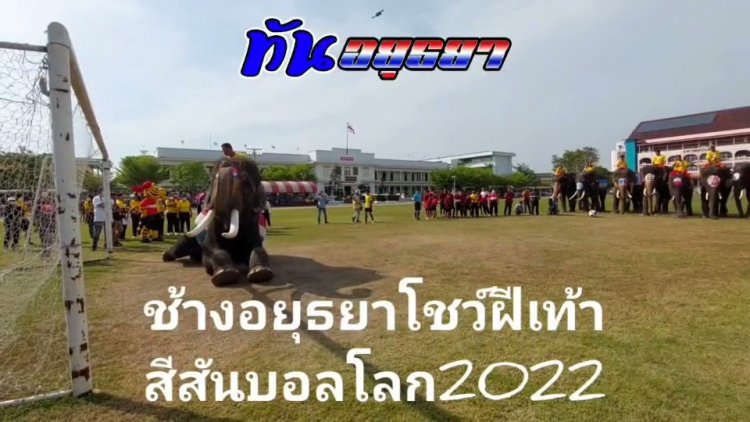 ช้างแสนรู้เมืองอยุธยา 11 เชือก โชว์ฝีเท้า  สร้างกระแสฟุตบอลโลก 2022