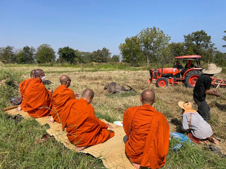 เพราะรักและผูกพัน โคราชนิมนต์พระสวดศพให้ควายหลังเลี้ยงดูมานาน 28 ปี ให้ลูก 18 ตัว