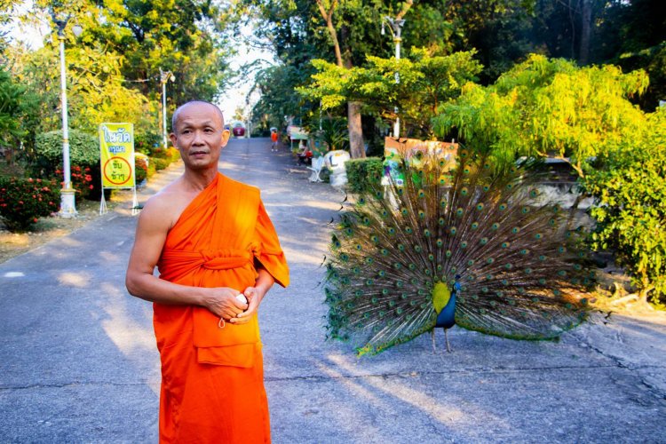 พาเที่ยวเมืองชาละวันชมฝูงนกยูงรำแพนอยู่แบบธรรมชาติที่วัดพระพุทธบาทเขาทราย