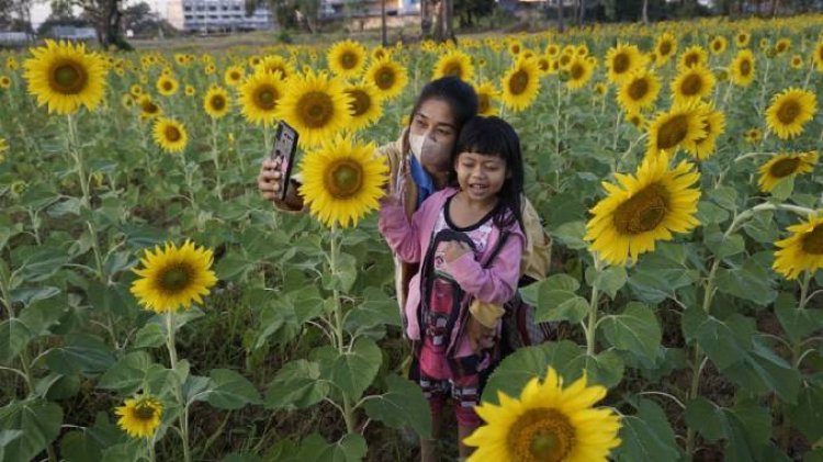 ทุ่งทานตะวันบานบานสะพรั่งหน้านิคมอุตสาหกรรมกบินทร์บุรีรับลมหนาวหนุ่ม-สาวฉันทนาแห่เซลฟี่ก่อนสิ้นปีหยุดยาว