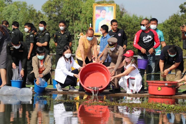 พสกนิกรชาวอำเภอขุนหาญพร้อมใจปล่อยปลาเพื่อถวายพระพรแด่ "พระองค์ภา"