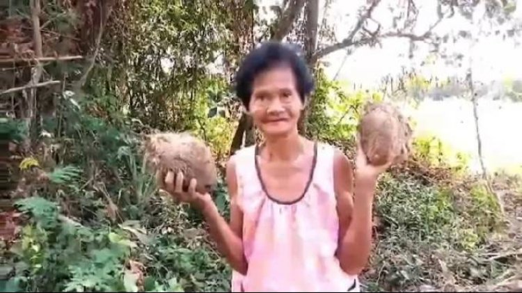 วิถีชาวบ้าน!.ยายวัย 75 ปีเข้าป่า "ขุดมันเพิ่ม" กิน -  ขาย  สร้างรายได้นอกจากเบี้ยสูงวัย