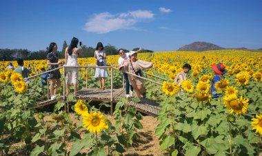 เช็คอินสุดปัง!นทท.ไทย-เทศแห่สัมผัสลมหนาวเซลฟี่ทุ่งทานตะวันบานสะพรั่งเขาใหญ่