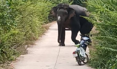 รับต้นปี!ช้างป่าเขาอ่างฤาไนแปดริ้ว บุกข้ามมาเที่ยวหากินไกลเพลินถึงปราจีนฯกลับป่าไม่ถูก  ใช้หัวโขกชนกำแพงรั้วชาวบ้านพัง2-3รอบติด