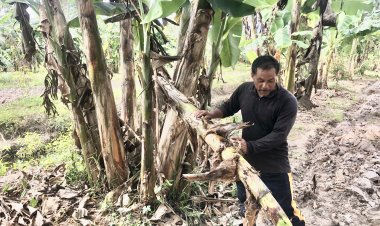 ชาวนราฯเดือดร้อนหนัก!คนร้ายอาละวาดหนักเดินสายขโมยตัดต้นกล้วยถึงในสวน