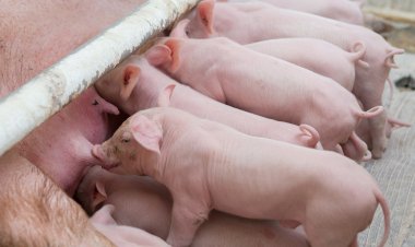 หมูไทยดีที่สุดในภูมิภาค