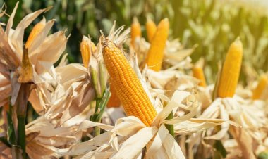 แย่แล้ว!! ข้อต่อห่วงโซ่อาหารกำลังจะขาดลง