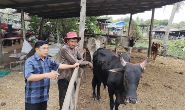 “อลงกรณ์”เปิดแผนพัฒนาโคพื้นเมือง-เร่งตั้งสมาคม-เล็งสร้างสนามแข่งวัวลานมาตรฐานบูมเที่ยวไทย