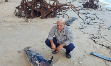 ปลาโลมาตายอึดขึ้นฝั่งชายหาดตะโล๊ะกาโปร์ปัตตานี