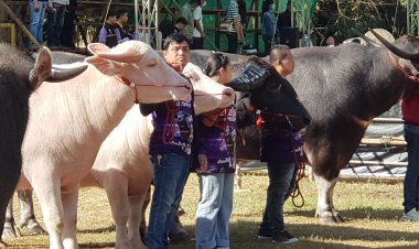 น่านจัดงานใหญ่รับต้นปีใหม่ ระดม โค -กระบือ สายประกวดทั่วประเทศร่วมงาน มหกรรมการประกวด โค กระบือ น่านนคร ครั้งที่ 1