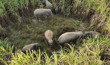 ทุกข์ชาวปราจีนฯ!โขลงช้างป่าอ่างฤาไน แปดริ้วบุกข้ามฝั่งยึดป่าอ้อยหากิน