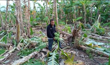 ยิ่งแล้ง ยิ่งขาดแคลนอาหาร!โขลงช้างป่าเขาอ่างฤาไนยกโขลงลุยยึดสวนมะละกอ –กล้วย –ป่าอ้อย