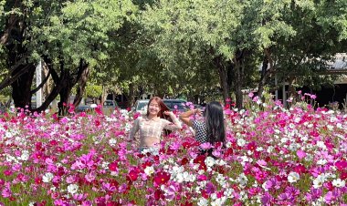 นทท.แห่เซลฟี่คู่ดอกคอสมอสบานสะพรั่งที่ศูนย์วิจัยทางการเกษตร 100 ไร่โคราชคึกคัก