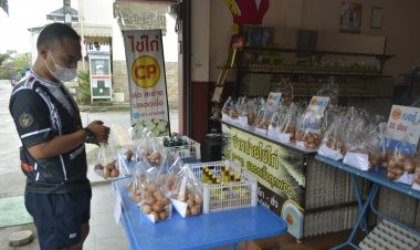 ไข่ไก่เบตงพุ่งฟองละ 4 บาทซ้ำเติมศก.ตกต่ำ สวนทางกับรายได้ที่ค่าแรงขั้นต่ำ 240 บาท