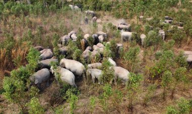 ชาวกบินทร์บุรีเดือดร้อนหนัก!แล้งโขลงช้างป่าอ่างฤาไนบุกหากินในป่าอ้อย-ไร่มันทุกคืนไม่กลับคืนถิ่น