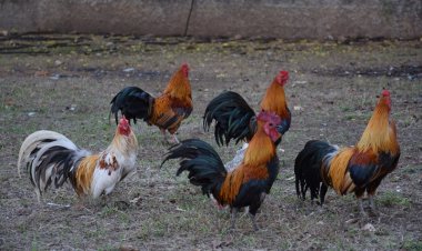 สระแก้วจัดงานประกวดไก่สวยงามไทยพื้นเมือง