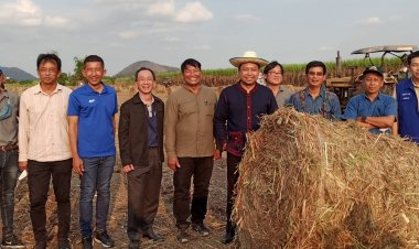 ผู้ว่าฯอุทัยธานี หนุนชาวไร่อ้อยสดลดการเผาของชาวบ้านสร้างรายได้เสริมจากขายใบอ้อย