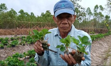"ลุงศรี"พลิกผืนนาหลังเก็บเกี่ยวข้าว ปลูกสตอเบอรี่  2 เดือนได้กินลูกรสหวานอมเปรี้ยว