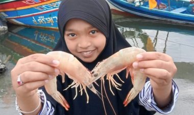 ฤดูกาลกุ้งแช่บ๊วย"อูแดอากอบือซา”หวนกลับมาอีกครั้ง สร้างความชื่นมื่นสร้างรอยยิ้มให้ลูกหลานชาวประมงปะนาเระ