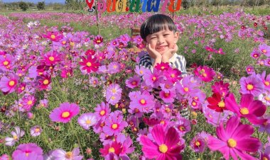 อบต.นาฝายชัยภูมิประกาศรางวัลภาพถ่ายทุ่งคอสมอชนะเลิศ หนูน้อย Bee'zy ได้รับรางวัลที่1