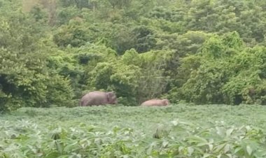 คนปราจีนบุรี ผวาละมุดช้างป่าทับลานพาพวกมาเยือนทำลายน้ำประปาพังยับ