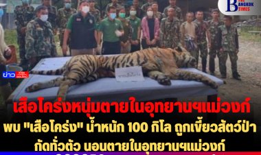 พบ "เสือโคร่ง" น้ำหนัก 100 กิโล ถูกเขี้ยวสัตว์ป่ากัดรอบทั่วตัว นอนตายในอุทยานฯแม่วงก์