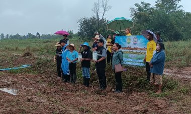 หน้าแล้งหญ้าอาหารสัตว์หายาก ปศุสัตว์โคราชเร่งส่งเสริมปลูกใช้เองลดค่าใช้จ่าย