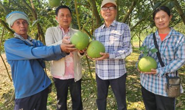 พิจิตรส้มท่าข่อยรสเด็ดช่วงเทศกาลตรุษจีนขายดิบขายดีได้ราคางามชาวสวนปลื้ม