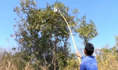 ชาวแก้งคร้อชัยภูมิออกแสวงหาโปรตีนชั้นเลิศ อาหารชั้นสูง ต้องแลกกับความเจ็บๆ คันๆ แต่รายได้งาน ไข่มดแดง