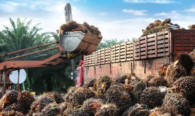 กรมการค้าภายในเผยราคาปาล์มน้ำมันกลับสู่ปกติ โรงสกัดเดินเครื่องเต็มสูบลานเทรับซื้อแล้ว