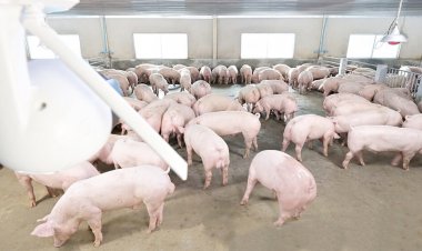 ซีพีเอฟ ชูความสำเร็จระบบ Biosecurity หนุนเกษตรกรคอนแทรคฟาร์ม เดินหน้าสร้างอาหารมั่นคง