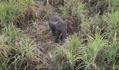 คนปราจีนฯเดือดร้อนหนัก!โขลงช้างป่าเขาอ่างฤาไนบึกยึดสวนหักโค่นกินยอดไม้เสียหายยับ